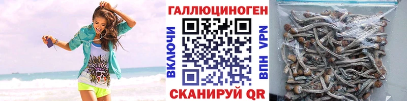где купить наркотик  Собинка  Псилоцибиновые грибы Psilocybe 